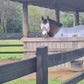 CASHEL CRUSADER & FLY BUSTER FLY MASKS FOR COB, HORSE, WB & DRAFT