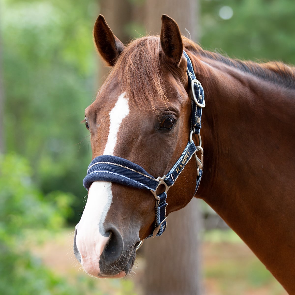 🔖RAMBO PADDED HEADCOLLAR