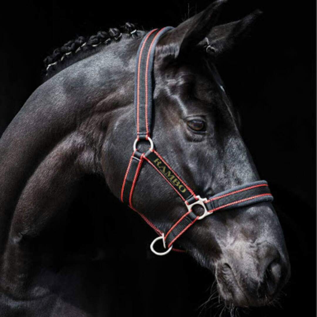 🔖RAMBO PADDED HEADCOLLAR