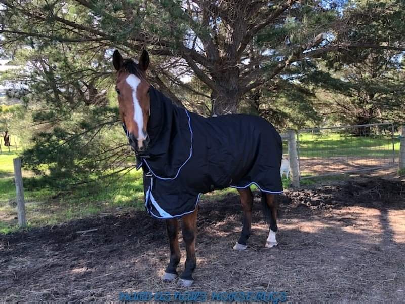 AMIGO BRAVO 12 PLUS MEDIUM 250G WITH 150G DETACHABLE NECK RUG