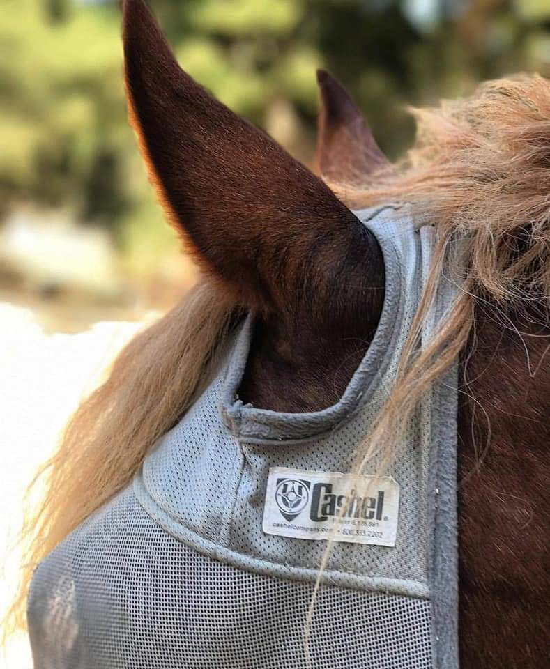 CASHEL CRUSADER & FLY BUSTER FLY MASKS FOR COB, HORSE, WB & DRAFT