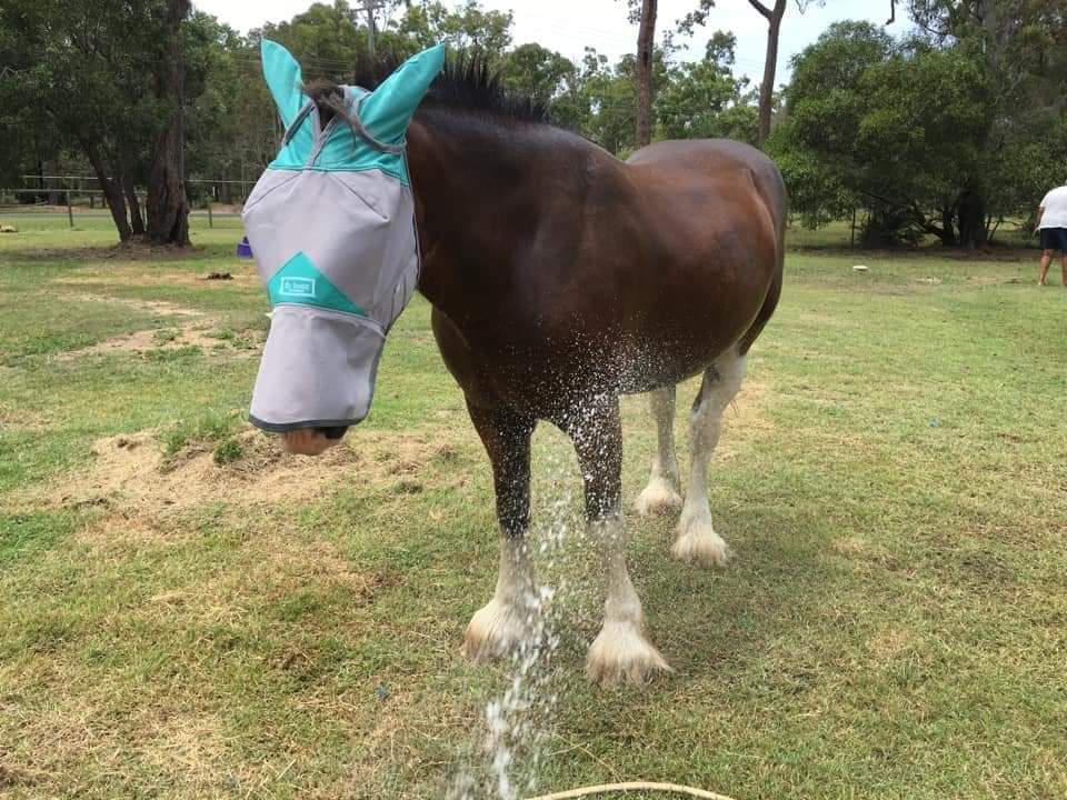 CASHEL CRUSADER & FLY BUSTER FLY MASKS FOR COB, HORSE, WB & DRAFT