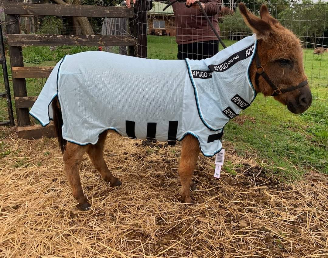 AMIGO PETITE BUG RUG - A Fly Sheet With Belly Protector For The Little Guys!