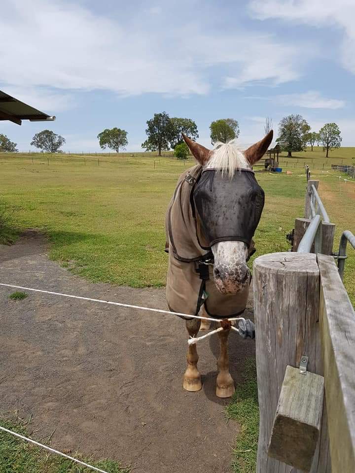 WILD HORSE AUS TRIPLE DART VEILS