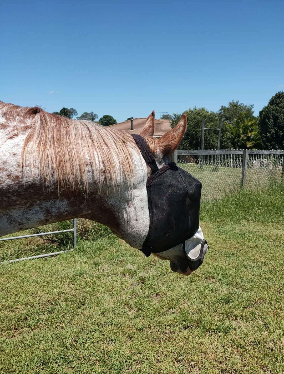 WILD HORSE AUS TRIPLE DART VEILS