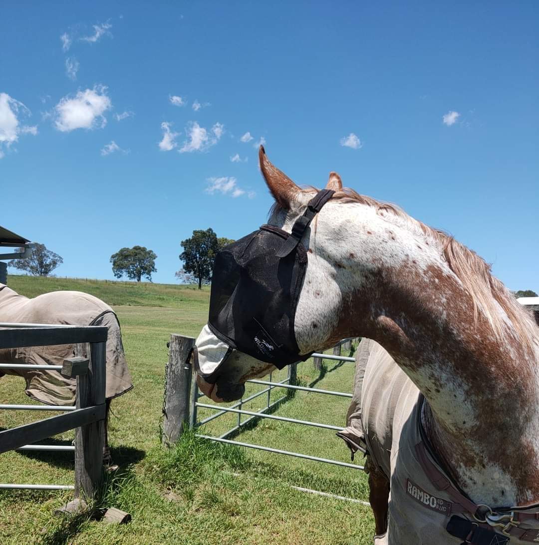 WILD HORSE AUS TRIPLE DART VEILS