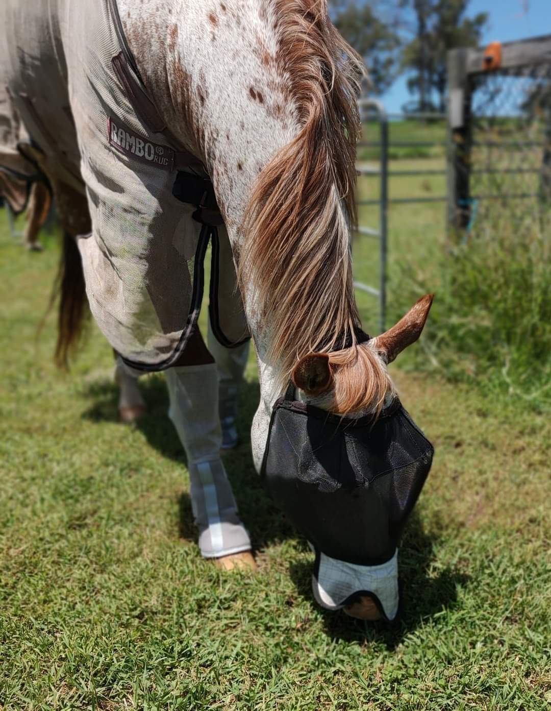 WILD HORSE AUS TRIPLE DART VEILS