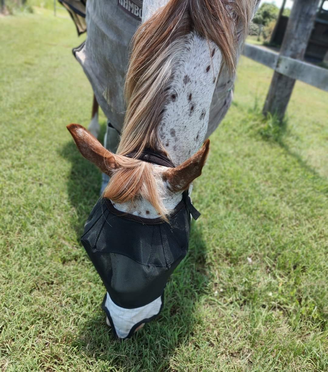 WILD HORSE AUS TRIPLE DART VEILS