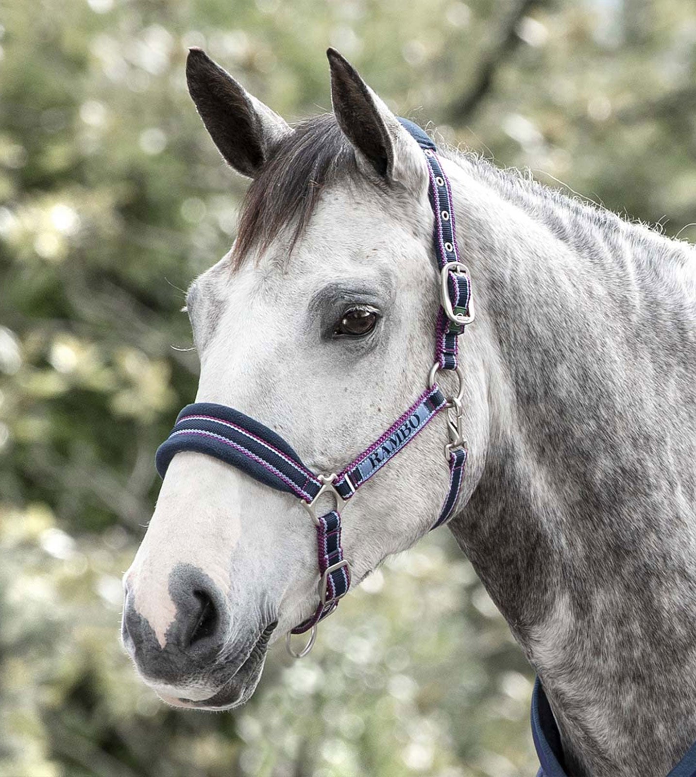 🔖RAMBO PADDED HEADCOLLAR