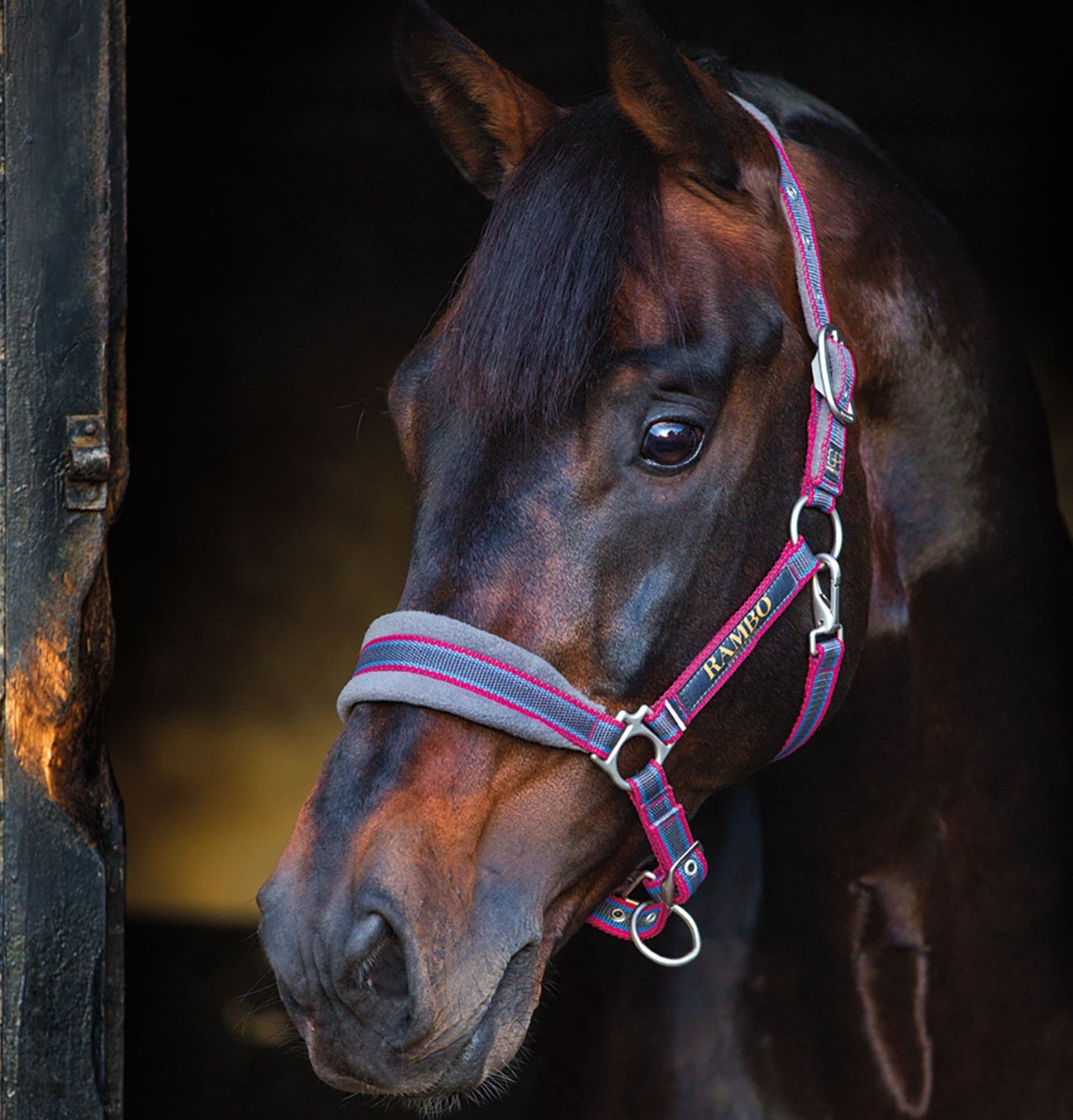 🔖RAMBO PADDED HEADCOLLAR