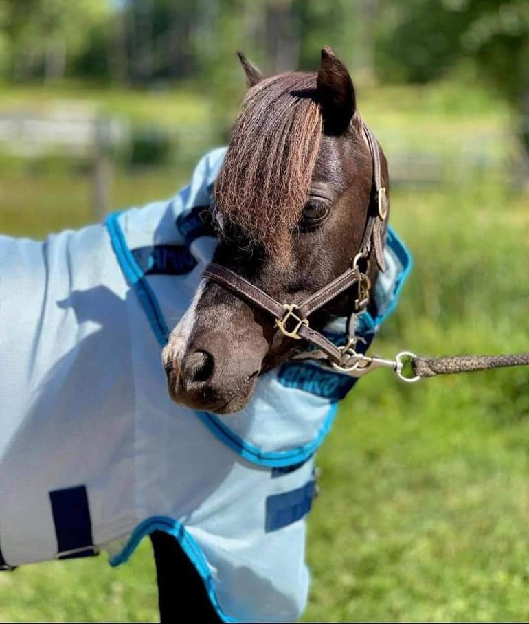 AMIGO PETITE BUG RUG - A Fly Sheet With Belly Protector For The Little Guys!